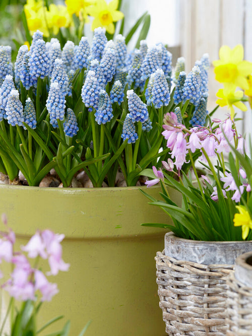 Muscari Ocean Magic (Druvhyacint) | DutchGrown™