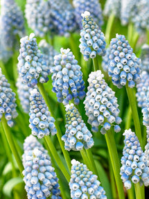 Muscari Ocean Magic (Druvhyacint)