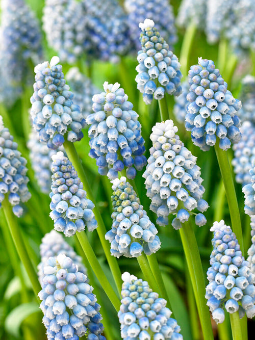 Köp Muscari Ocean Magic (Druvhyacint) | DutchGrown™