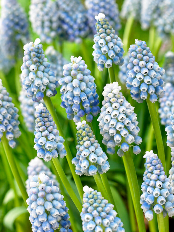 Köp Muscari Ocean Magic (Druvhyacint) | DutchGrown™