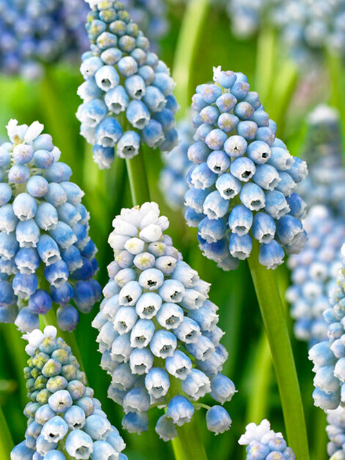 Muscari Ocean Magic (Druvhyacint)