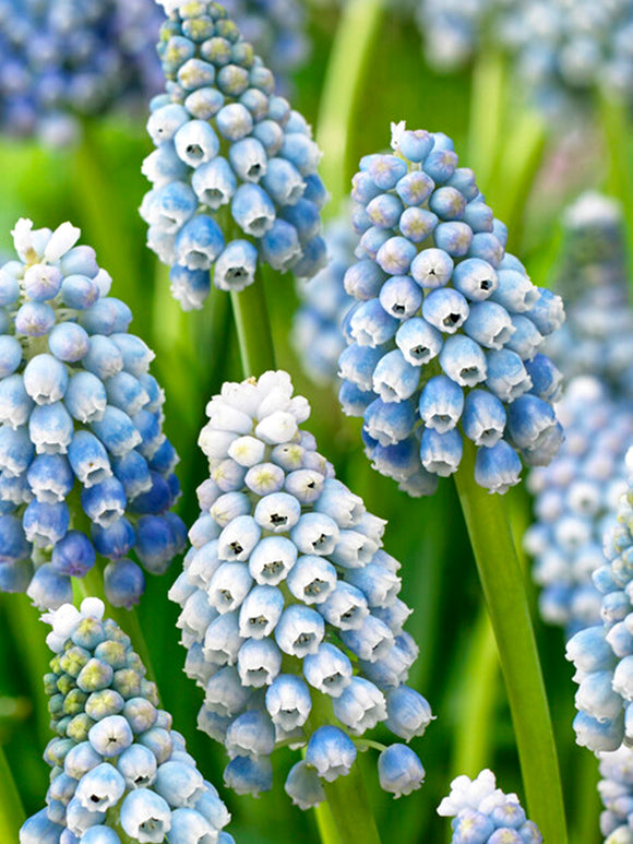 Muscari Ocean Magic (Druvhyacint)