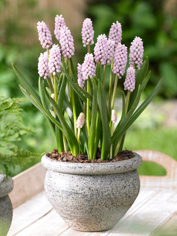 Muscari Pink Sunrise (Druvhyacint) | DutchGrown™
