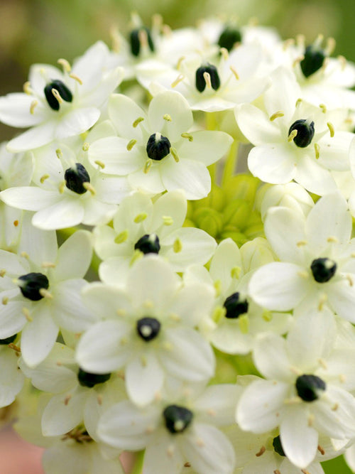 Köp Ornithogalum Arabicum (Arabisk Stjärnlök)