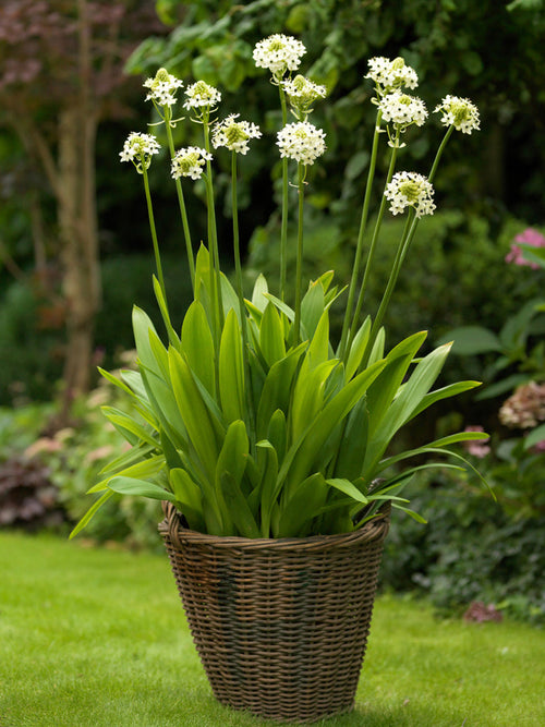 Ornithogalum Arabicum (Arabisk Stjärnlök) | DutchGrown™