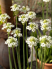 Ornithogalum Arabicum (Arabisk Stjärnlök)