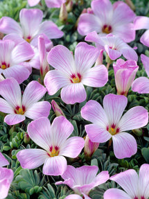 Lyckoklöver 'Adenophylla' (Oxalis)