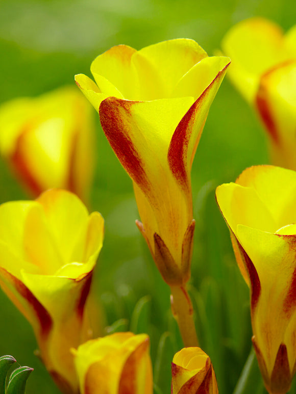 Köp Lyckoklöver Golden Cape (Oxalis)