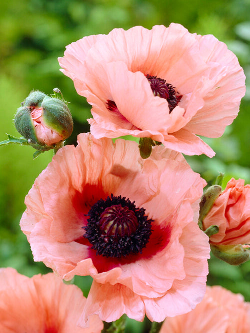 Papaver 'Aglaya' (Orientvallmo) barrot