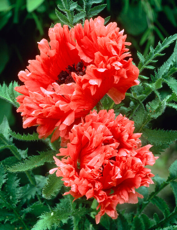 Papaver Garden Glory trädgårdsväxter 