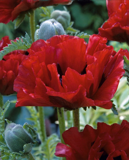 Papaver King Kong - barrotsplantor av högsta kvalitet!