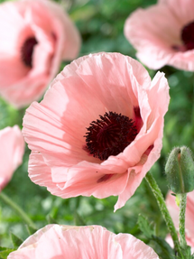 Papaver Paradiso (Orientvallmo)