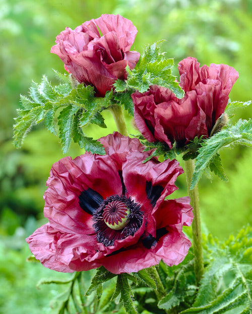 Papaver Patty's Plum (Orientvallmo) - odla och plantera i Trädgården