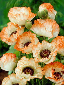 Papaver Picotee (Orientvallmo)