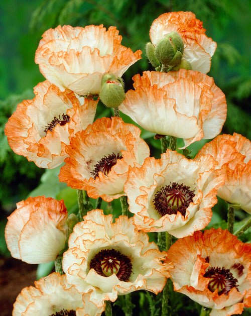 Papaver Picotee (Orientvallmo)