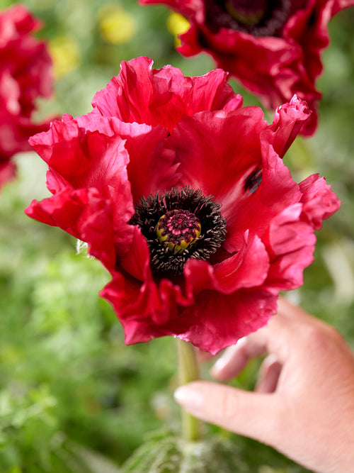 Papaver Red Rumble
