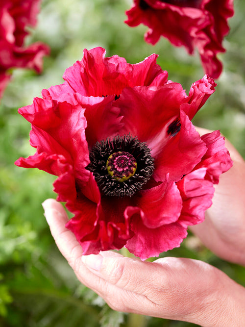 Papaver Red Rumble (Orientvallmo) Köp online! | DutchGrown™