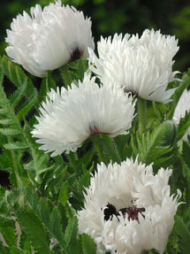 Papaver White Ruffles (Orientvallmo)