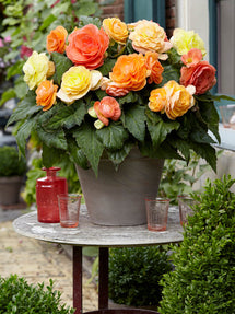 Begonia Pastel Compacta Blandad