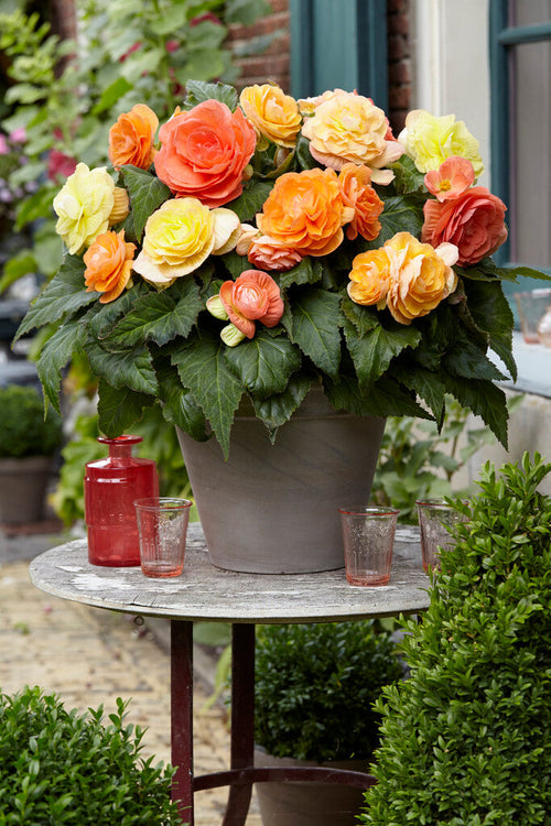 Begonia Pastel Compacta Blandad