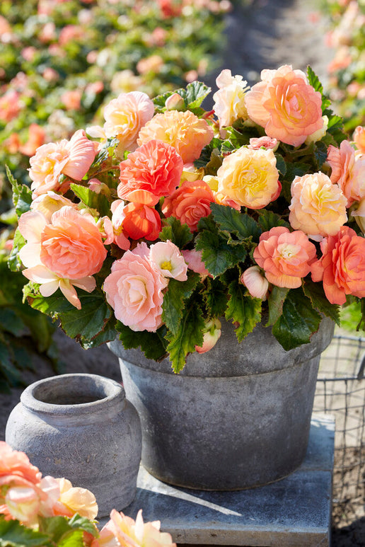Begonia Pastel Compacta Blandad - lättodlade perenner