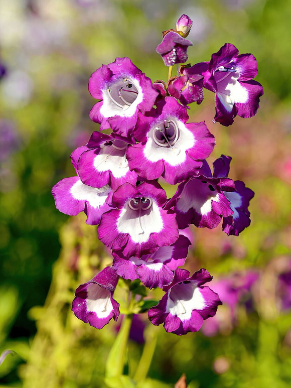 Penstemon Pretty Petticoat barrotsplantor av högsta kvalitet