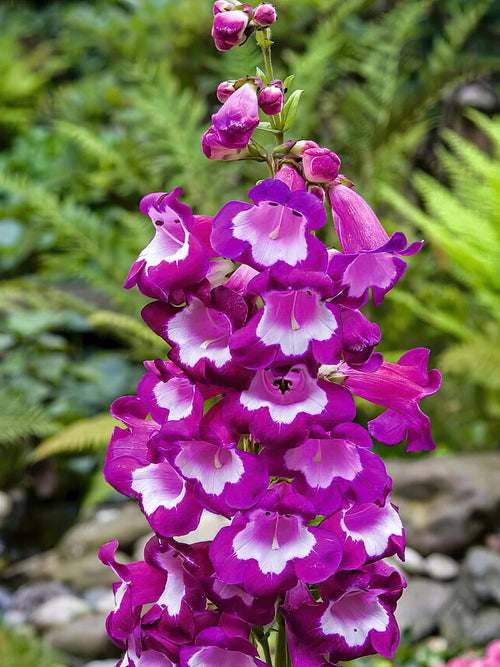 Köp Penstemon Pretty Petticoat