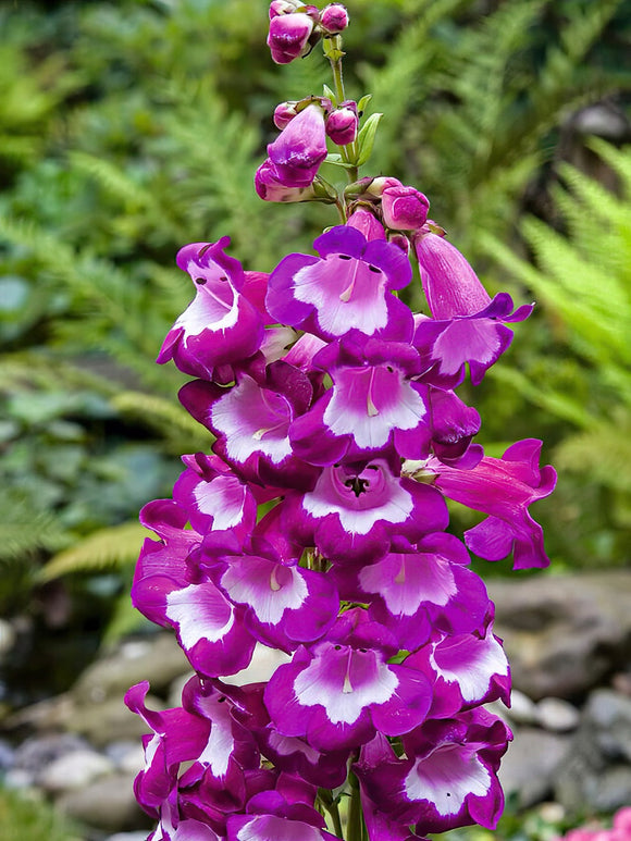 Köp Penstemon Pretty Petticoat