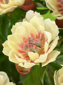 Pion Border Charm