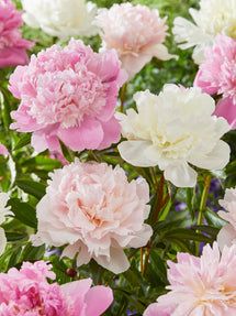 Pion Bridal Bouquet Kollektion