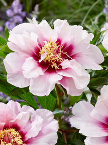 Pion Cora Louise
