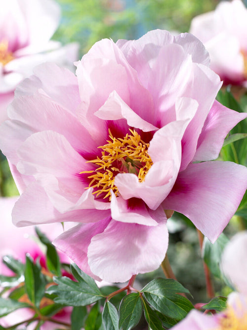 Pion ‘Cora Louise’