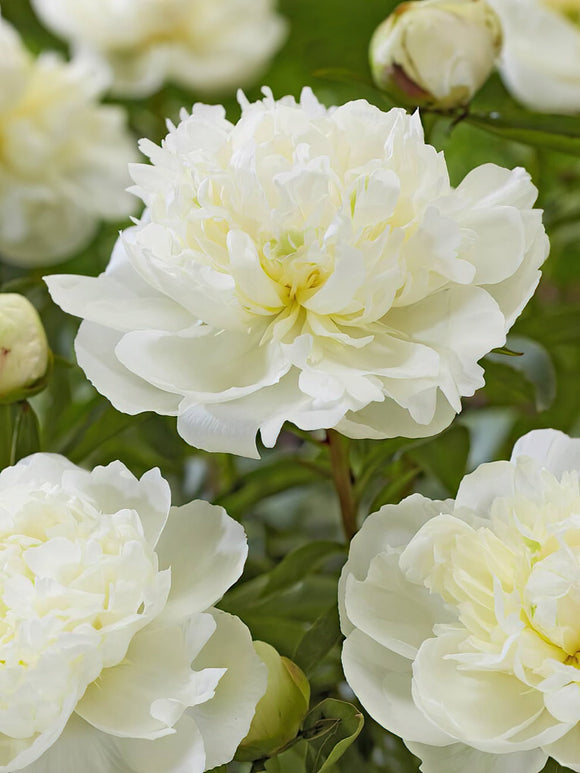 Pion Duchesse de Nemours