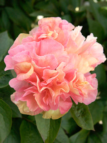 Pion Lois Choice