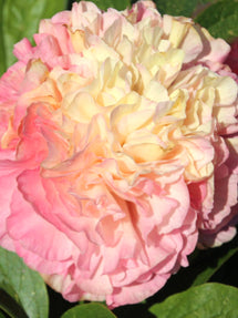 Pion 'Lois Choice'