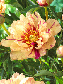 Pion 'Lollipop'