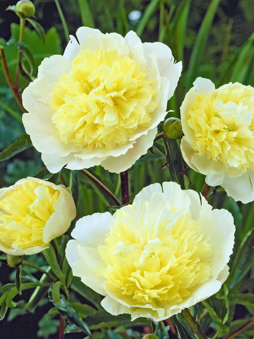 Pion Primevère