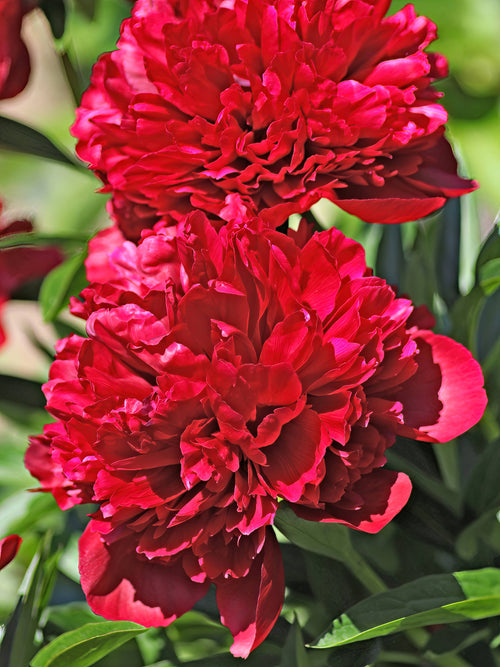 Pion Red Grace