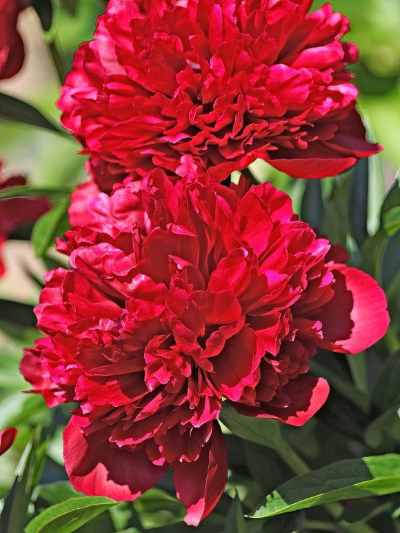 Pion Red Grace