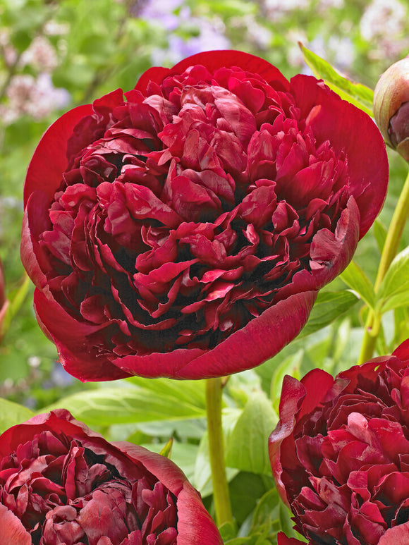 Köp Pion Red Grace