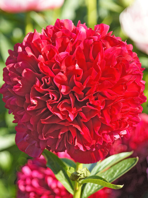 Köp Pion Red Grace