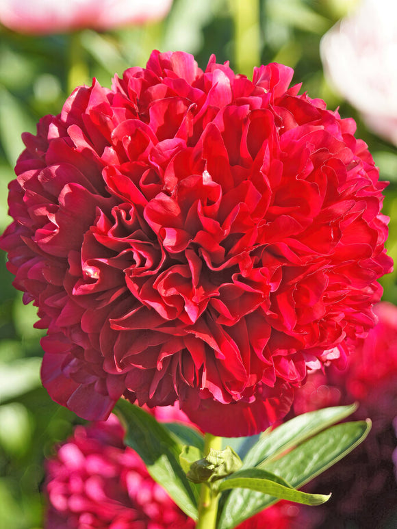 Köp Pion Red Grace