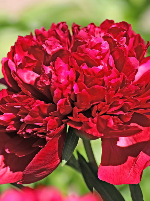 Köp Pion Red Grace