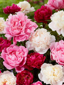 Pion Rosette Kollektion