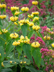 Lejonsvans 'Russeliana'