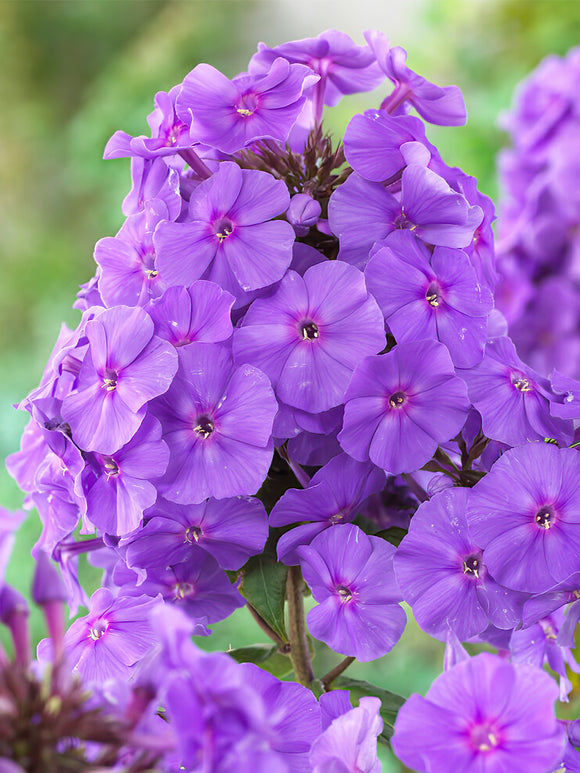 Köp Flox Amethyst från DutchGrown™ för vårleverans