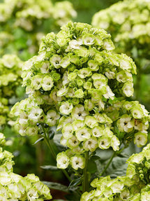 Flox Orchid Green