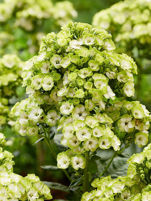 Köp Flox Orchid Green från DutchGrown™ för vårleverans