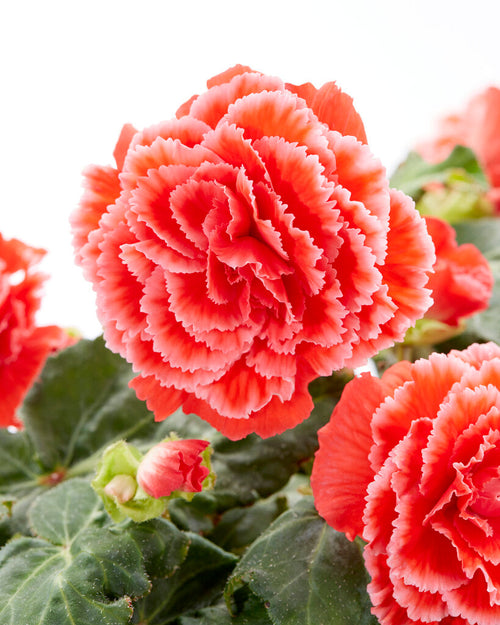 Picotee Lace Red från Holland