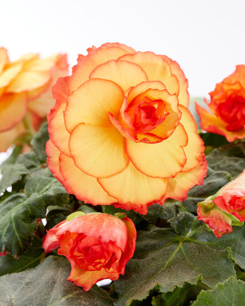 Picotee Sunburst Begonia Köp blomsterlökar online 